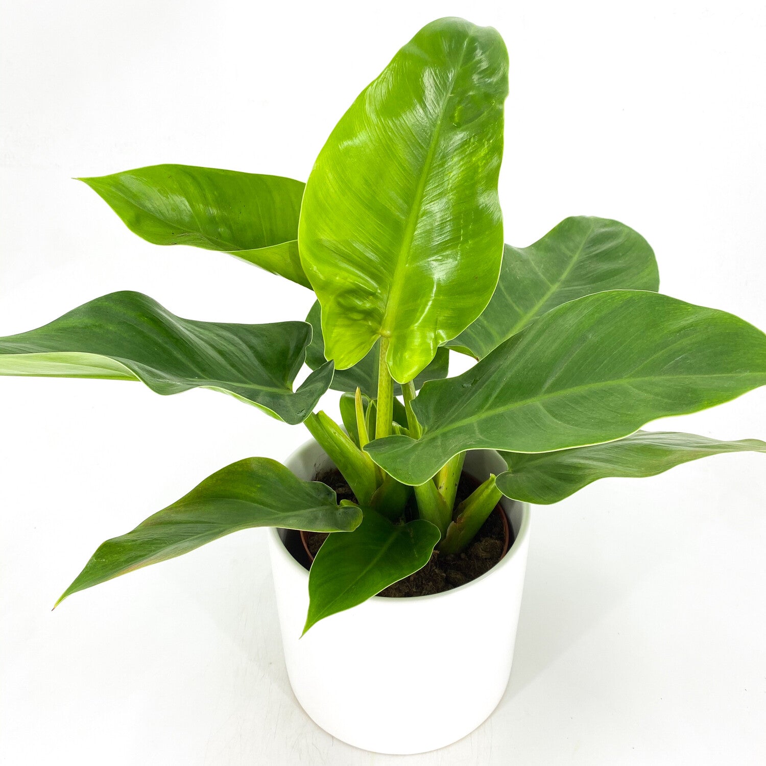 Philodendron (Green)
